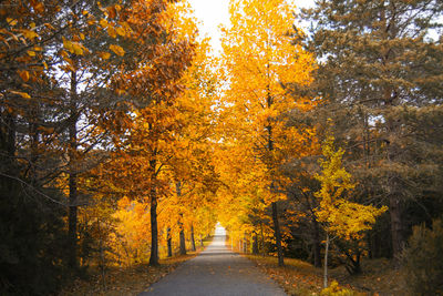 Country road amidst trees in forest during autumn