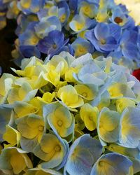 Close-up of yellow flowers