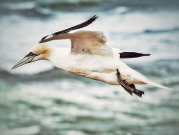 Close-up of bird flying over sea