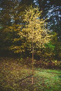 Trees growing on field