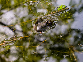 Close-up of bullfrog in pond