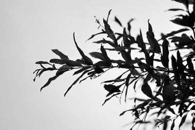 Low angle view of silhouette tree against sky