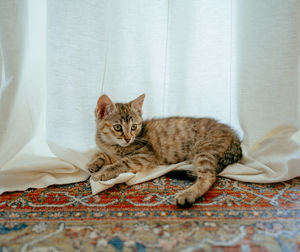 Portrait of cat relaxing on curtain