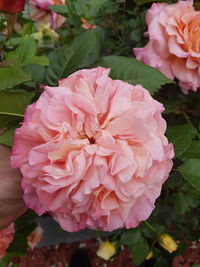 Close-up of pink rose flower