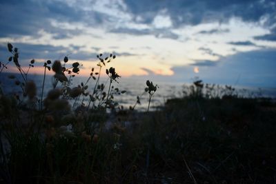 Plants growing on field against sky during sunset