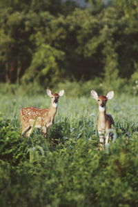 Twin deers in a field