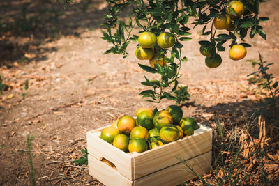 Fruits growing in basket on field