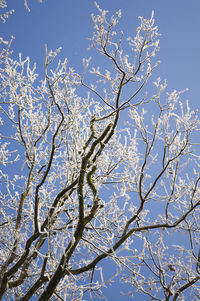 Low angle view of bare trees against blue sky