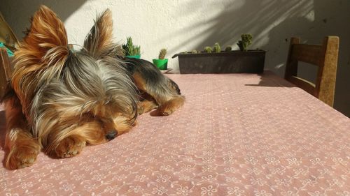 Close-up of dog