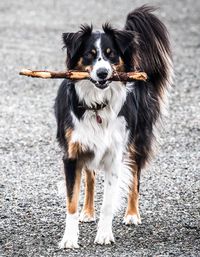 Portrait of dog standing outdoors