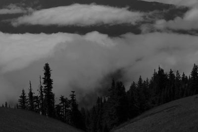 Panoramic view of pine trees against sky