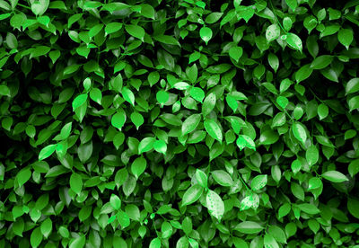 Full frame shot of plants growing on field