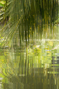 Reflection of palm leaves on lake