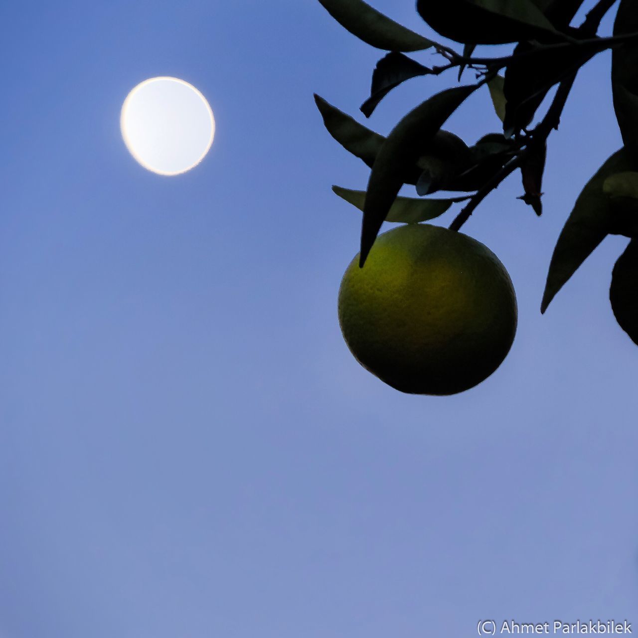 fruit, tree, low angle view, clear sky, branch, no people, healthy eating, freshness, growth, food and drink, outdoors, moon, day, green color, leaf, citrus fruit, nature, beauty in nature, food, close-up, sky