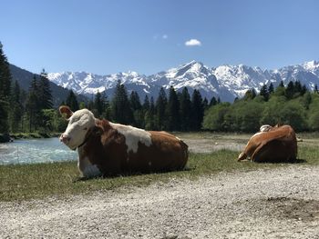 Majestic sitting cows grazing on field against sky and mountains