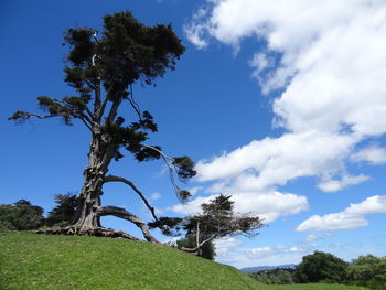 Low angle view of tree against sky