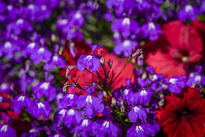 Close-up of purple flowering plants in park