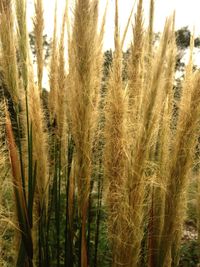 Close-up of plants against sky