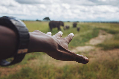 Cropped hand gesturing against elephants on field