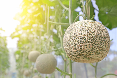 Close-up of fruits growing on tree