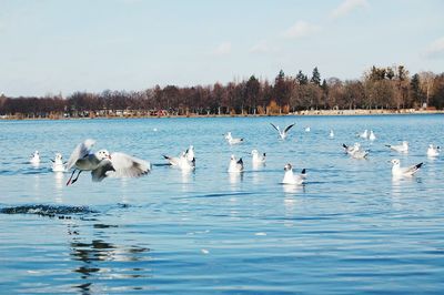 Birds in calm lake