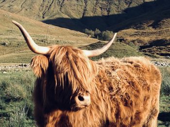 Highland cow in front of a mountain