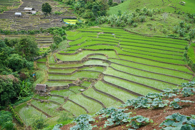 Scenic view of agricultural field