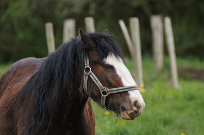 Close-up of horse on field