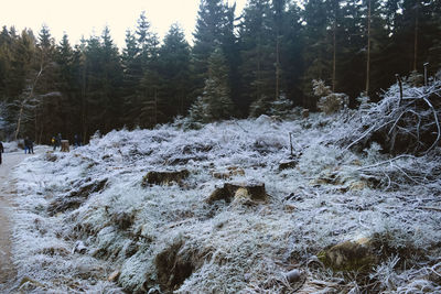 Trees in forest during winter