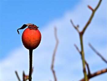 Low angle view of red flower