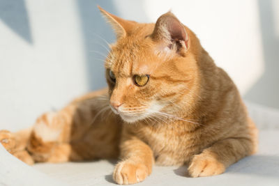 Close-up of a cat looking away