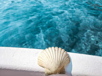 High angle view of shell by swimming pool