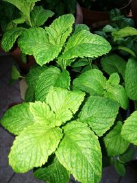 Close-up of green plant