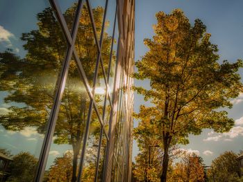 Low angle view of trees against sky