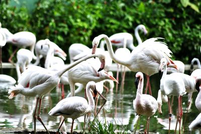 Swans on lake