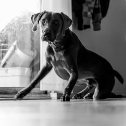 Portrait of dog sitting on table