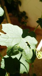 Close-up of insect on plant