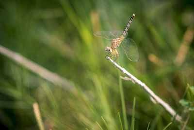 Close-up of dragonfly on plant