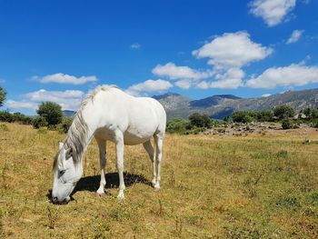 View of a horse on field