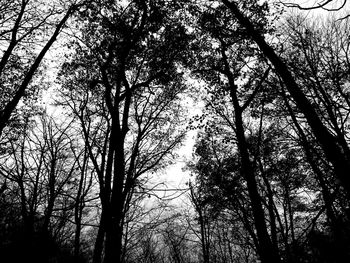 Low angle view of bare trees against sky