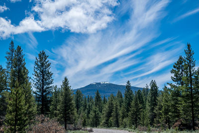 Trees in forest against blue sky