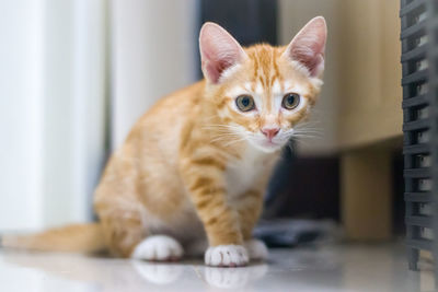 Close-up of ginger cat