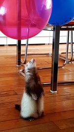 Cat sitting on balloon at home