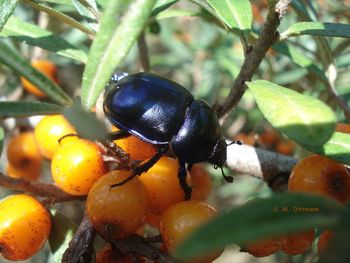 Close-up of fruits on plant