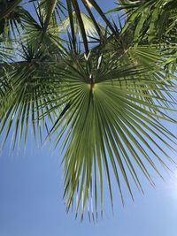 Low angle view of palm tree against sky