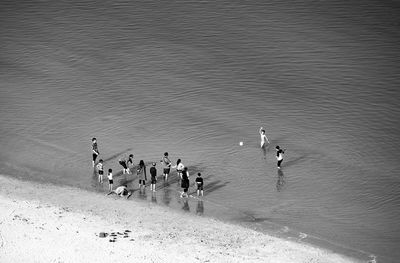 High angle view of birds in water