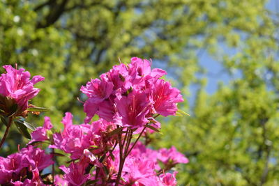 Close-up of pink flowering plant