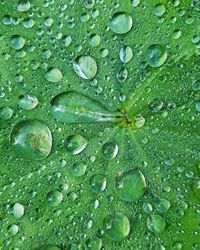 Full frame shot of raindrops on leaves