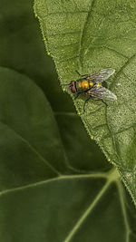 High angle view of ladybug on leaf