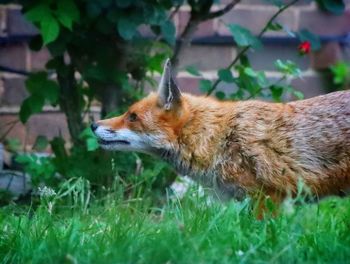 Close-up of an animal on field